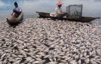 Ikan Mati di Danau Maninjau Akibat Cuaca Ekstrem