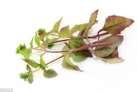 Herbal China Trend di Eropa