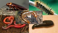 5 Binatang kecil yang bikin manusia merinding
