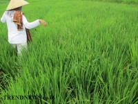 Turunnya 0,64% Nilai Tukar Petani maret 2015