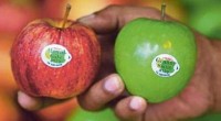 Tips Mencegah Infeksi Bakteri Listeria monocytogene
