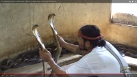 Pria ini tampar ratusan ular kobra dengan tanga kosong