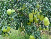 Tahun Baru Imlek Datang, Permintaan Pamelo Melonjak