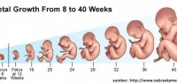 Perawatan Kehamilan Ibu dan Janin Pada Trimester Pertama