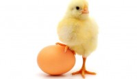 Telah di Temukan Jawaban Duluan Mana Ayam atau Telur