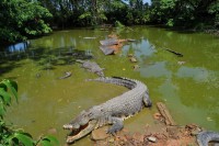  Berenang di Sungai Berisi Buaya Bocah ini Dapat Ganja
