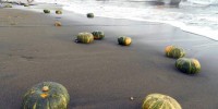 Heboh, Ribuan Labu Terdampar di Pasir Pantai dari Arah Laut