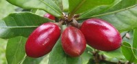 Takut Terkena Diabetes di Waktu Muda? Konsumsi Buah Ini